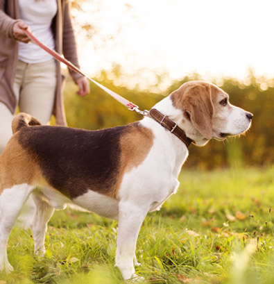 Visite domicile promenade chien 54